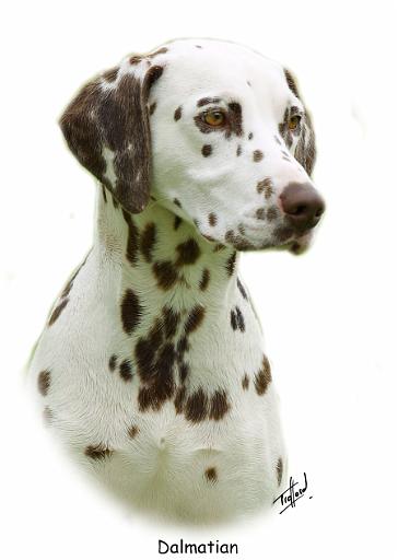 Dalmatian 9J022D-19.jpg